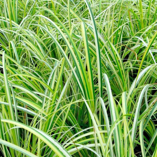 Acorus 'Ogon'