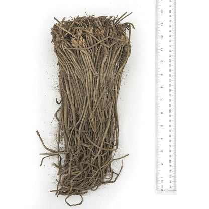 Asparagus Millenium