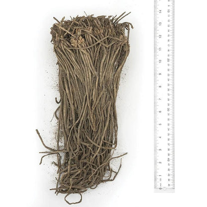 Asparagus 'Mary Washington'