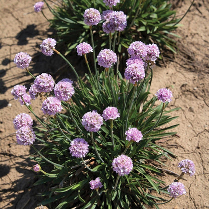 Armeria Dreameria® 'Sweet Dreams'
