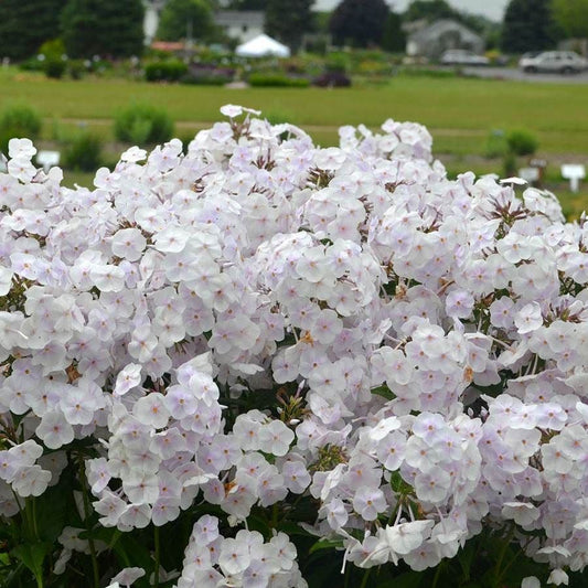 Phlox 'Fashionably Early Crystal'