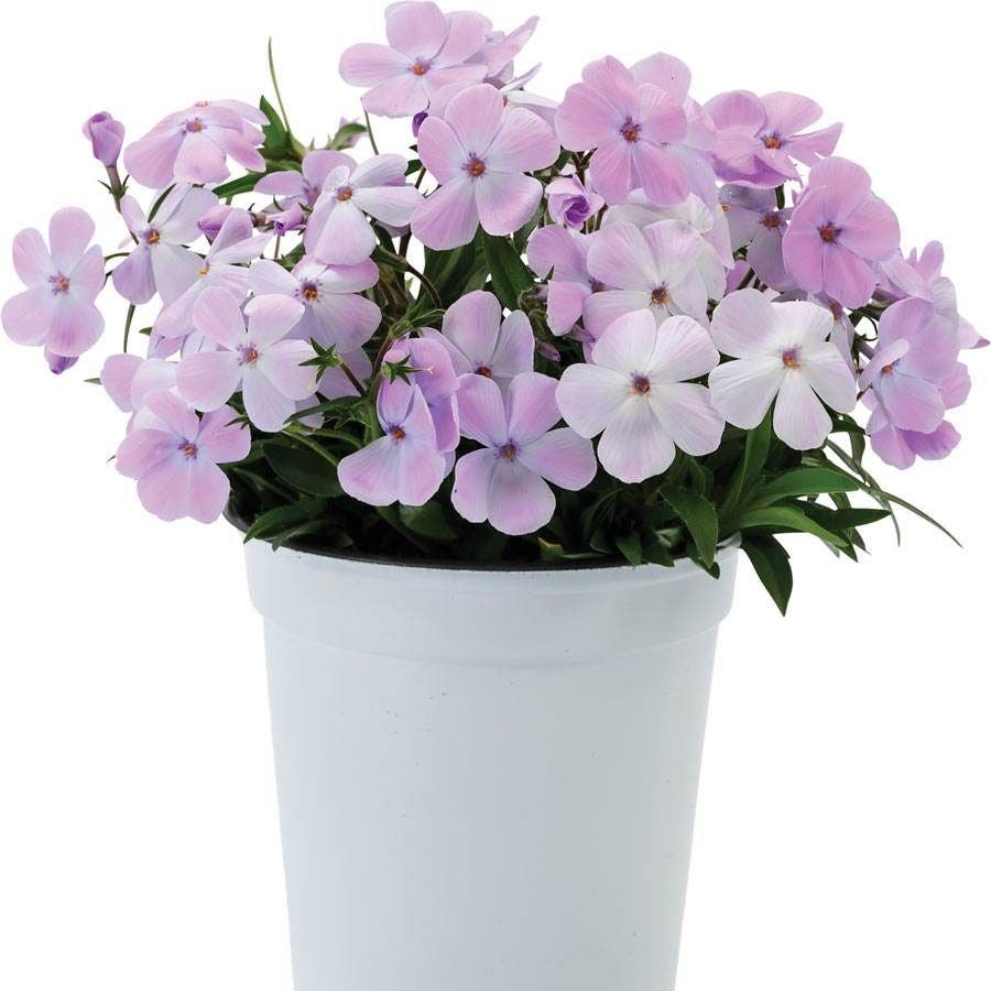 Phlox 'Woodlander Lilac'