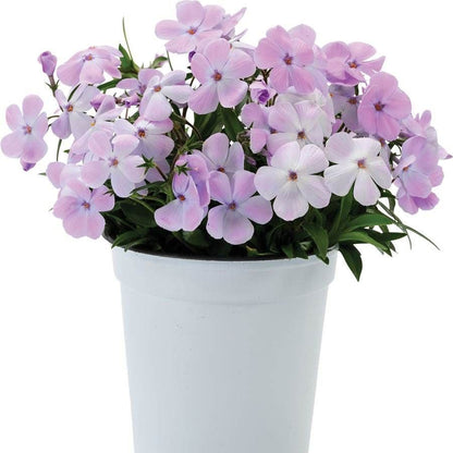 Phlox 'Woodlander Lilac'