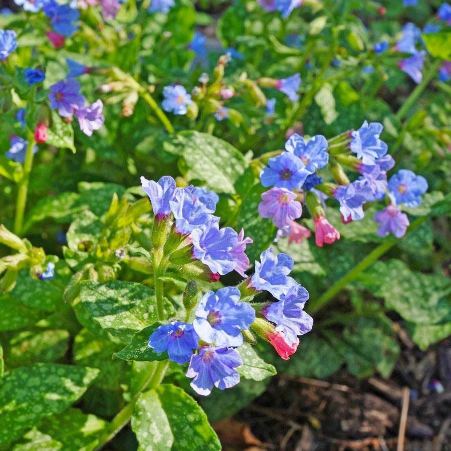 Pulmonaria 'Roy Davidson'