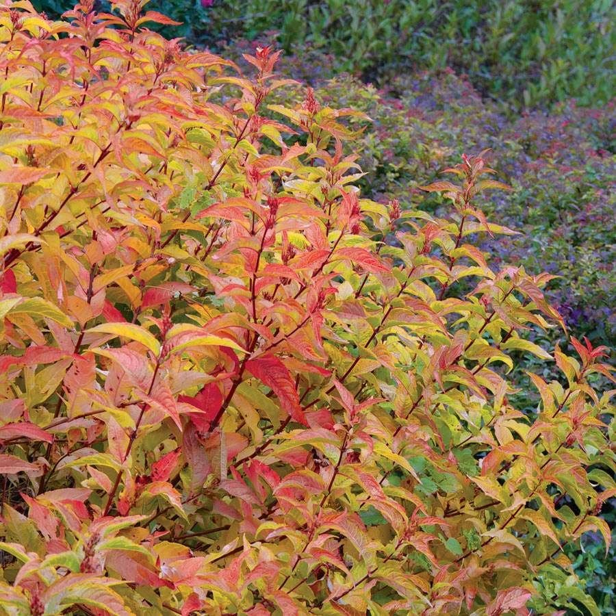 Diervilla Kodiak® Orange