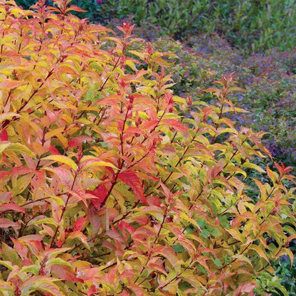 Diervilla Kodiak® Orange