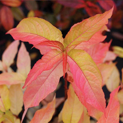 Diervilla Kodiak® Orange