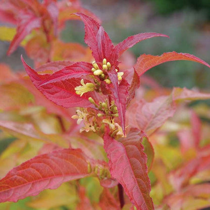 Diervilla Kodiak® Orange