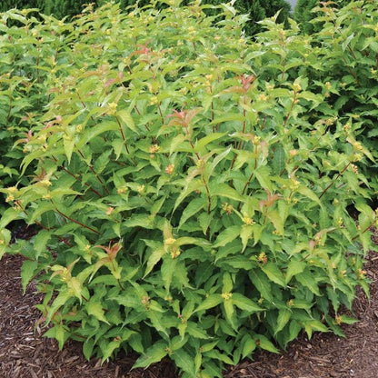 Diervilla Kodiak® Orange
