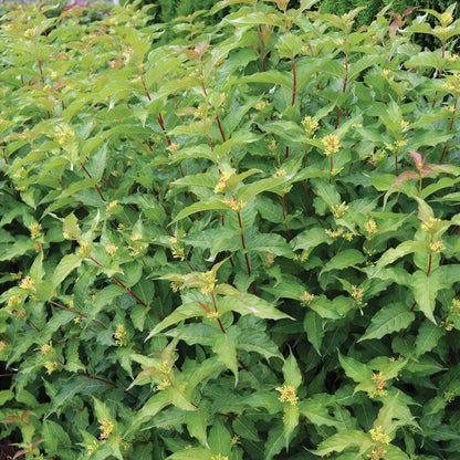 Diervilla Kodiak® Orange