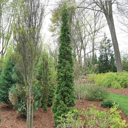 Thuja Sting™ Arborvitae