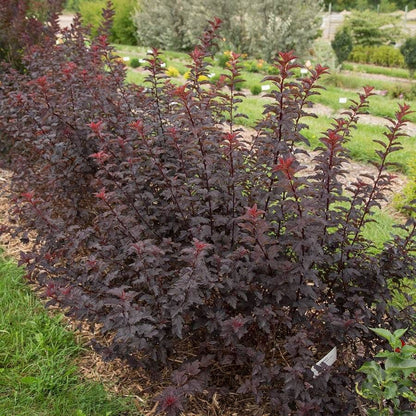 Physocarpus Fireside® Ninebark