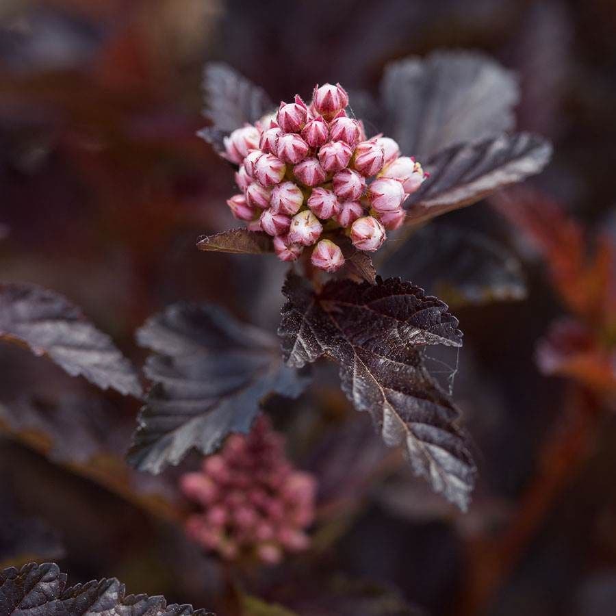 Physocarpus Fireside® Ninebark