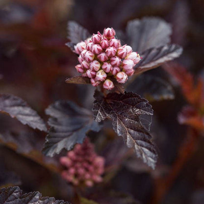 Physocarpus Fireside® Ninebark