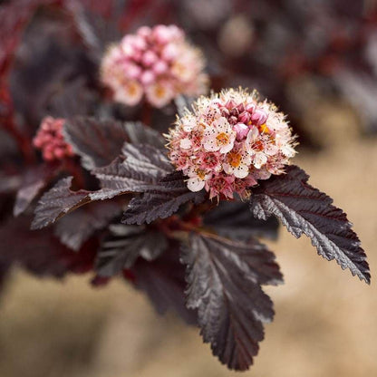 Physocarpus Fireside® Ninebark