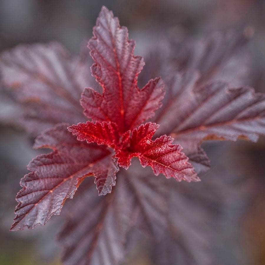 Physocarpus Fireside® Ninebark