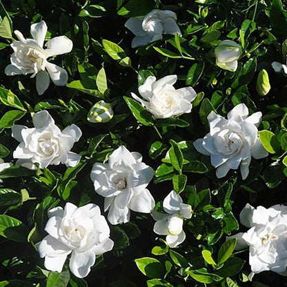 Gardenia Summer Snow®