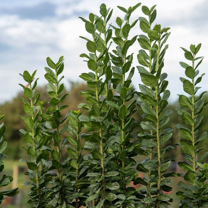 Ligustrum Straight Talk® Privet