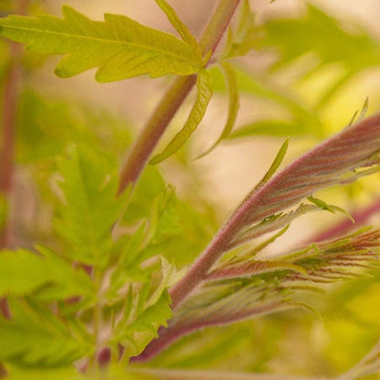 Rhus Tiger Eyes® Sumac