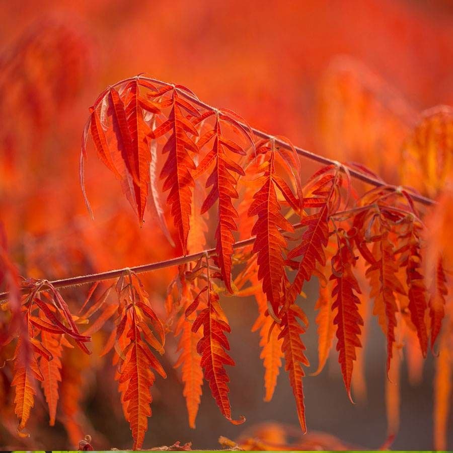 Rhus Tiger Eyes® Sumac