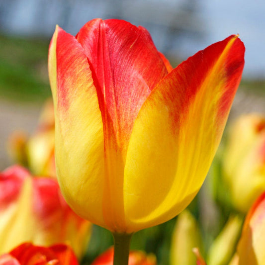 Tulip 'Suncatcher' Bulbs