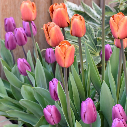 Tulip Sunset Skies Bulb Blend