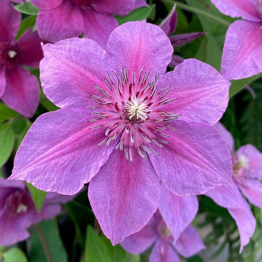 Clematis 'Adam's Courage'