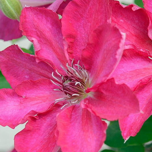 Clematis Tekla™ Garland®