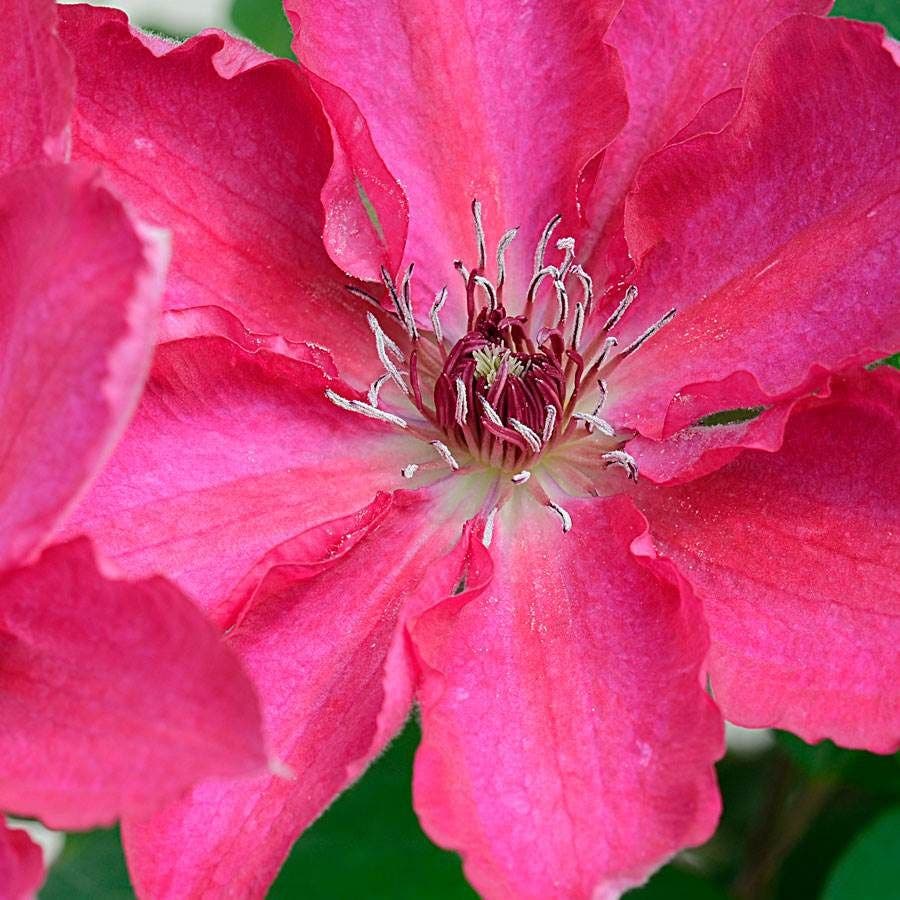 Clematis Tekla™ Garland®