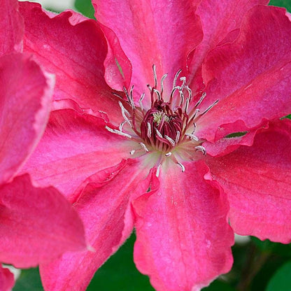 Clematis Tekla™ Garland®