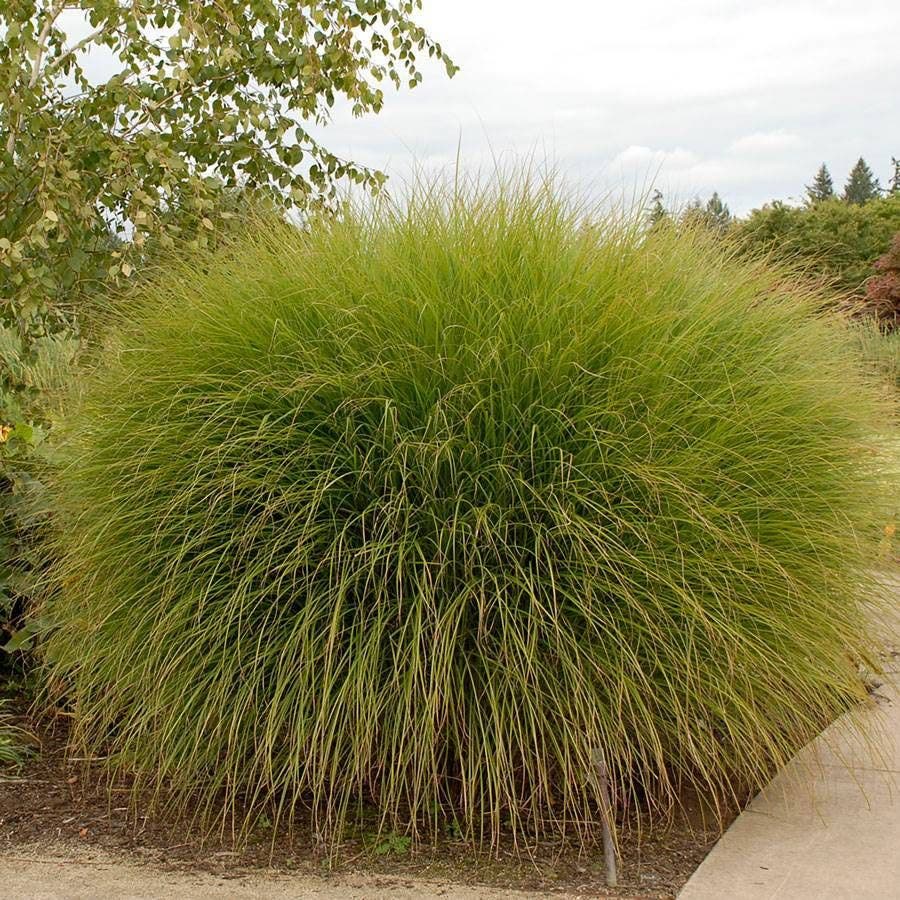 Miscanthus 'Gracillimus' Maiden Grass