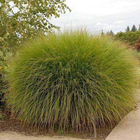 Miscanthus 'Gracillimus' Maiden Grass