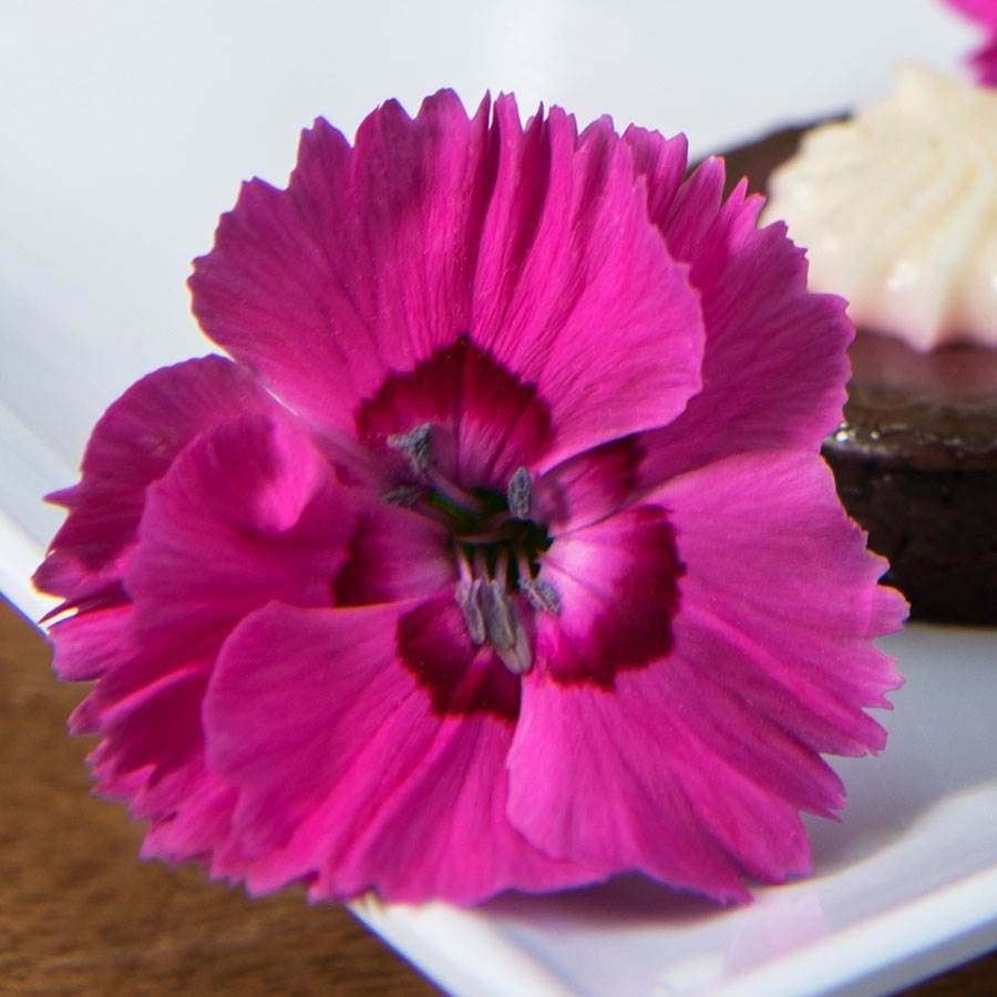 Dianthus American Pie® Bumbleberry Pie