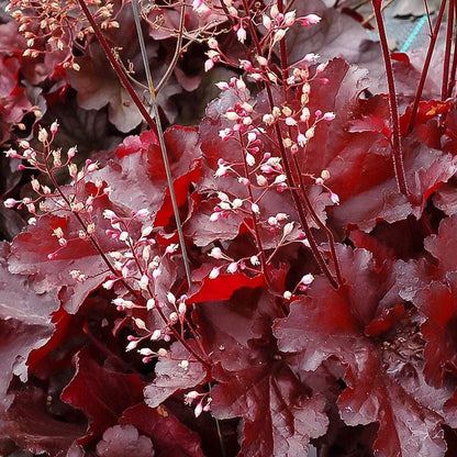 Heuchera Forever® Red