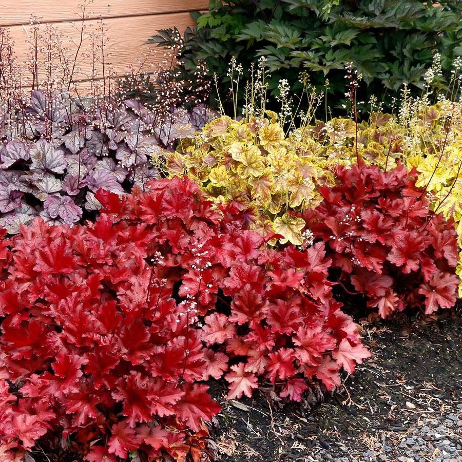 Heuchera Forever® Red