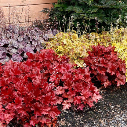 Heuchera Forever® Red