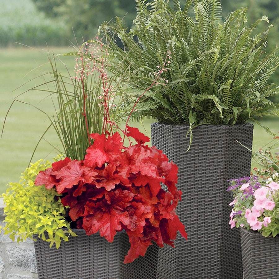 Heuchera Forever® Red