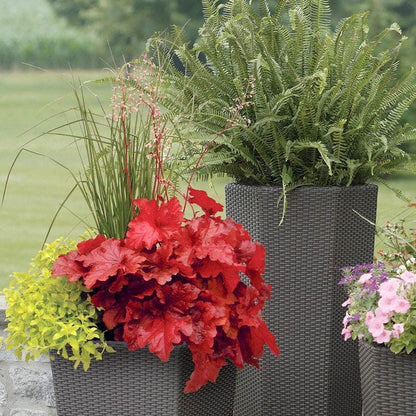 Heuchera Forever® Red