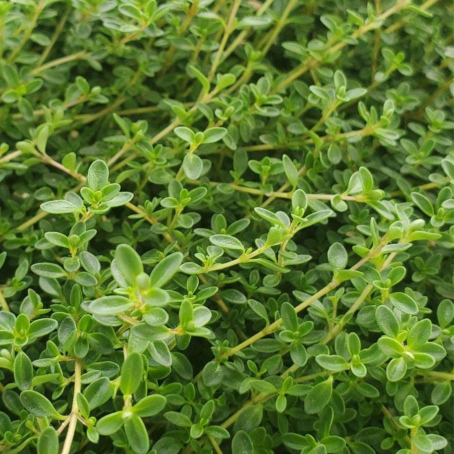 Thymus 'Purple Carpet' Creeping Thyme