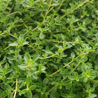 Thymus 'Purple Carpet' Creeping Thyme