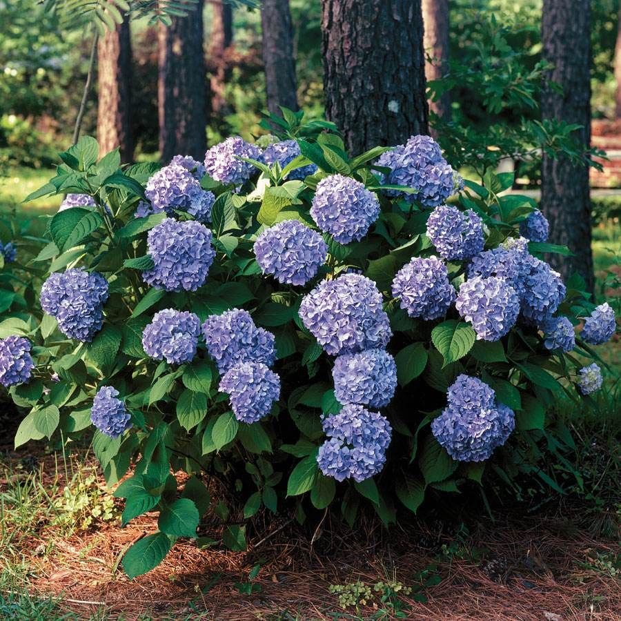 Hydrangea 'All Summer Beauty'