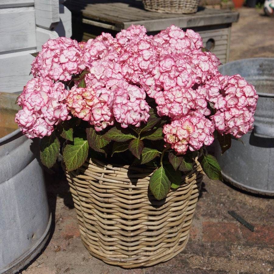 Hydrangea 'Miss Saori'