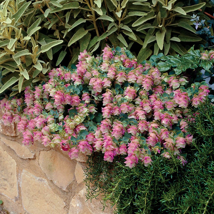 Origanum 'Kent Beauty'