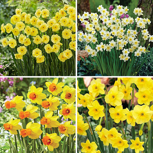 Narcissus Award Winning Deer Resistant Blend Daffodil Bulbs