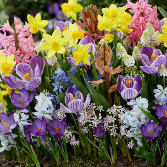 Springtime Cottage Bulb Garden Blend
