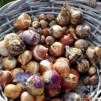 Springtime Cottage Bulb Garden Blend