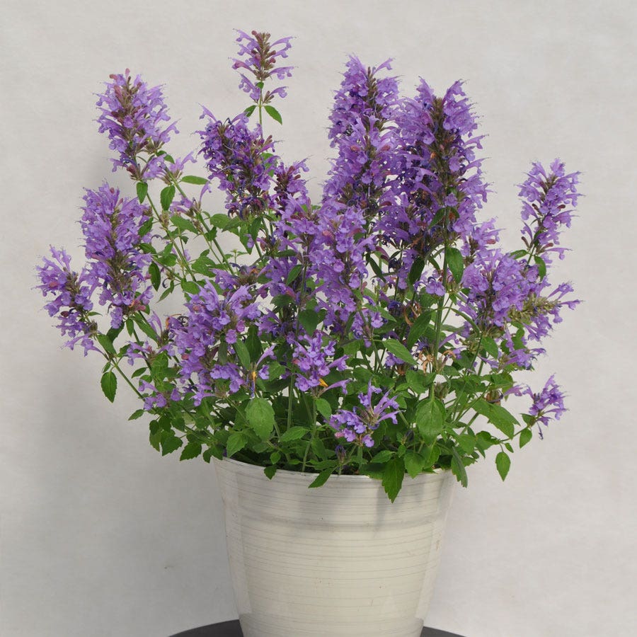 Agastache Sunrise™ Sky Blue Hyssop