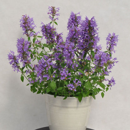 Agastache Sunrise™ Sky Blue Hyssop
