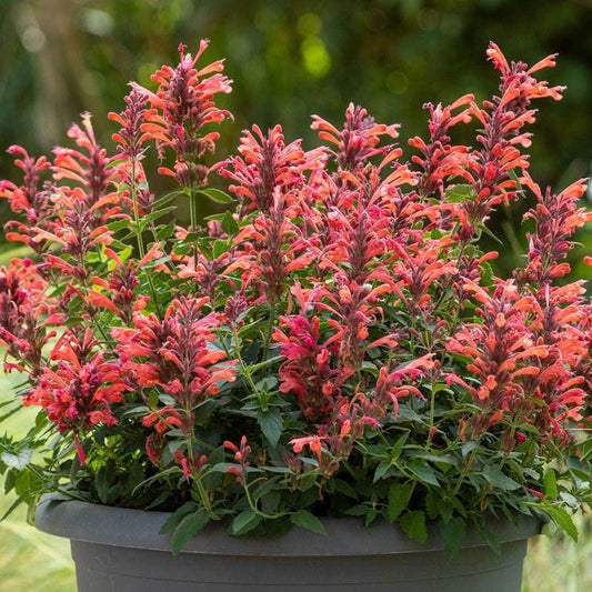 Agastache Sunrise™ Red Improved Hyssop