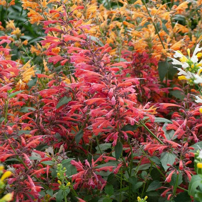 Agastache Sunrise™ Red Improved Hyssop